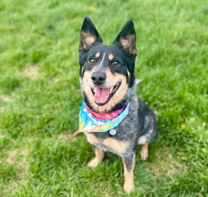 Photo of Rockie