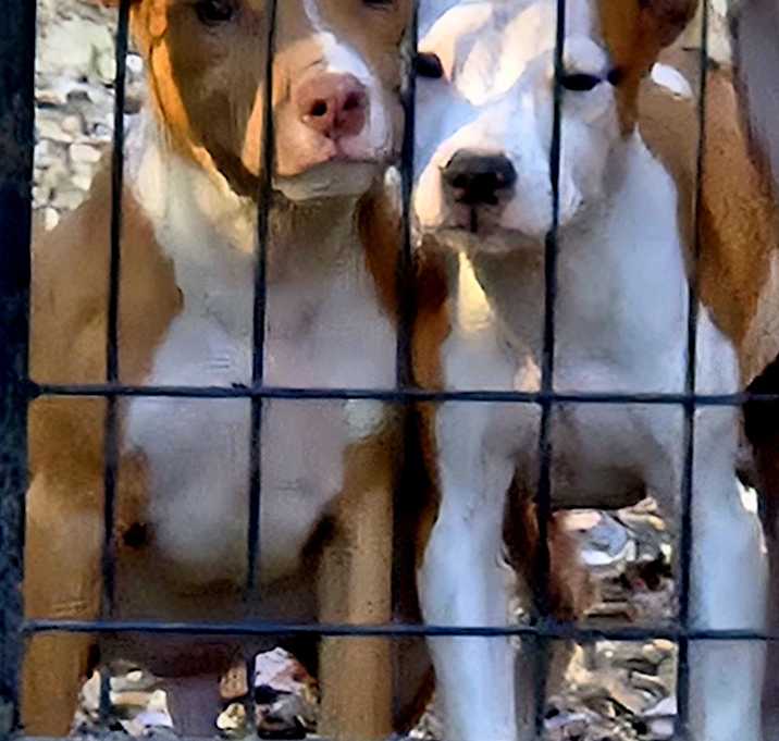 Photo of Pitbull Puppies 9 ea