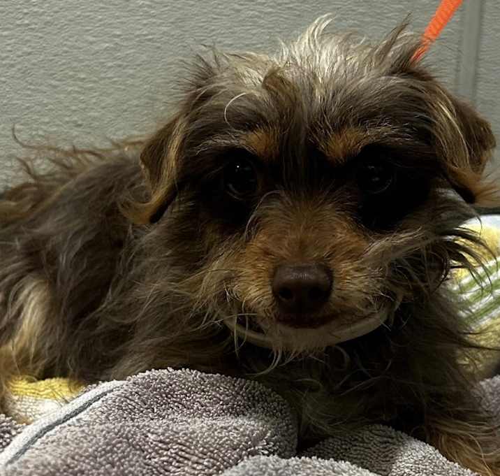 Photo of Muppet