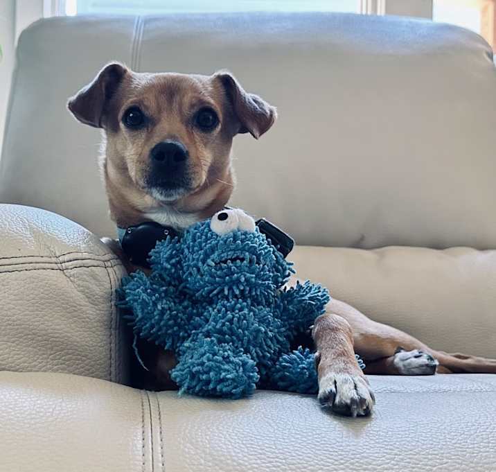 Photo of Olive