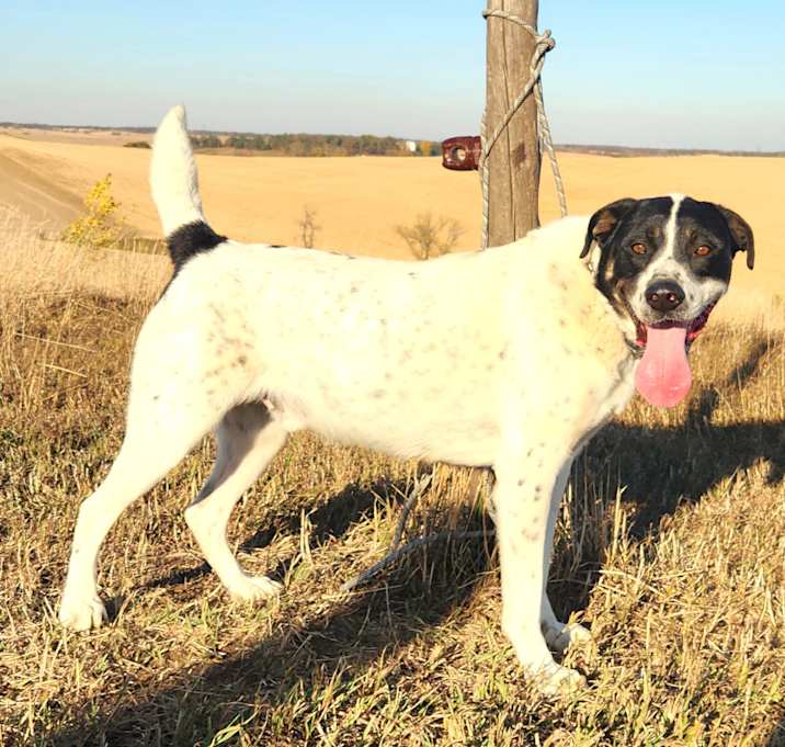 Photo of Oreo