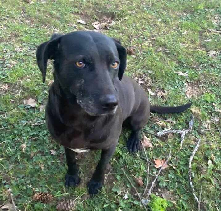 Photo of Olive