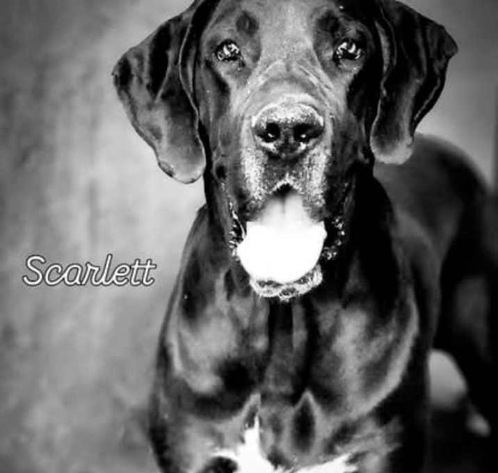 Photo of Scarlet