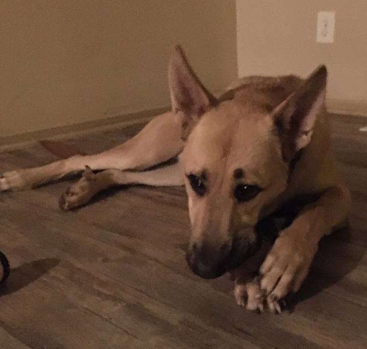 Photo of Chico