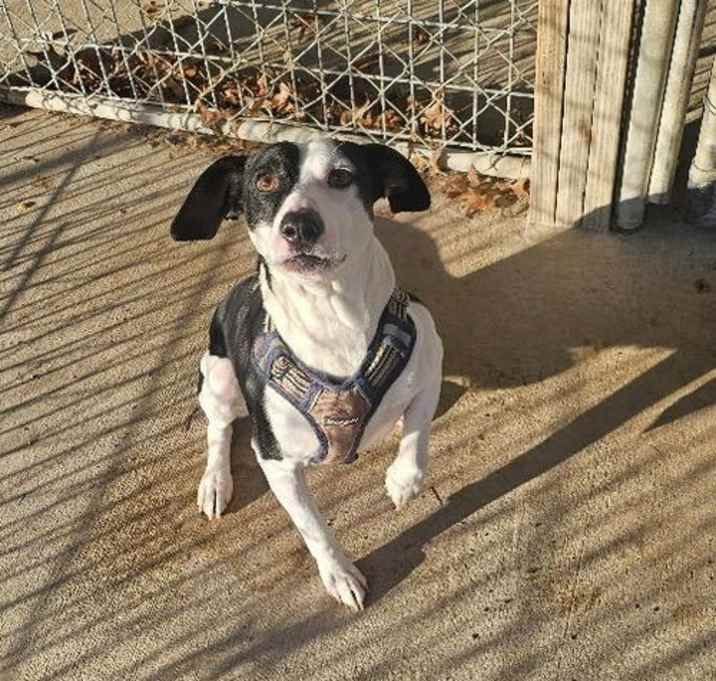 Photo of WISHBONE