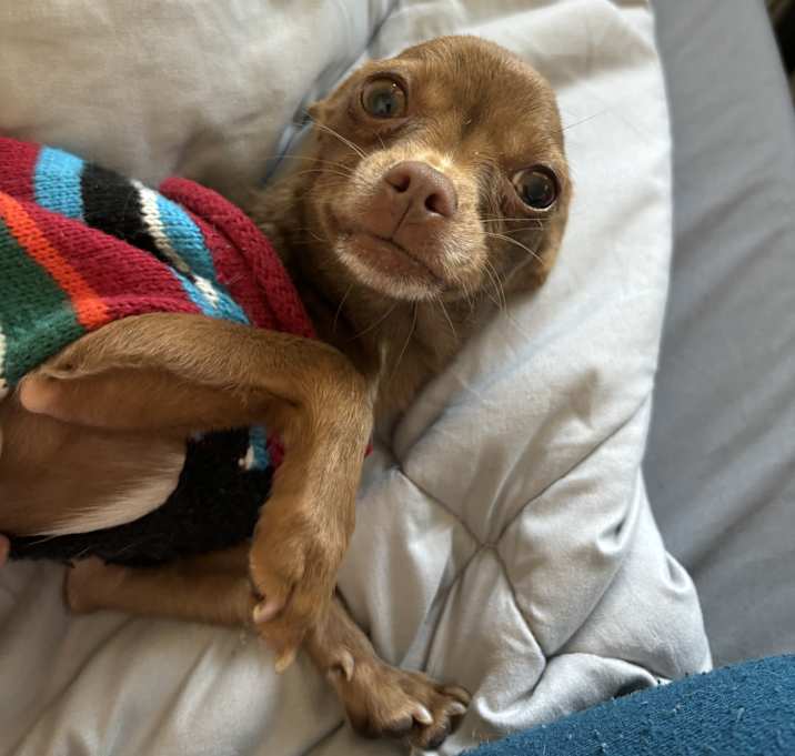 Photo of Canela