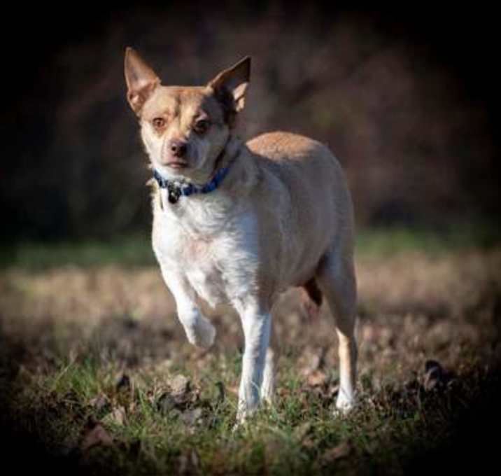 Photo of Tanner