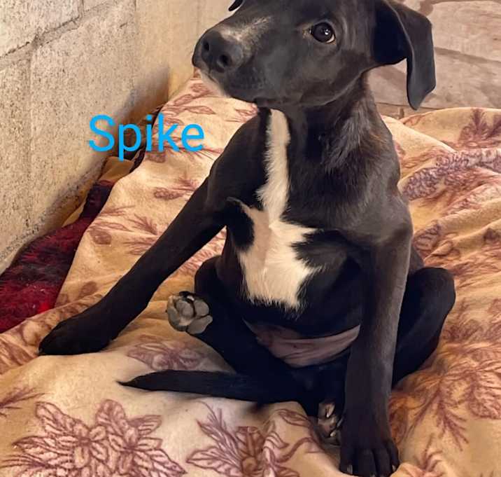 Photo of Spike
