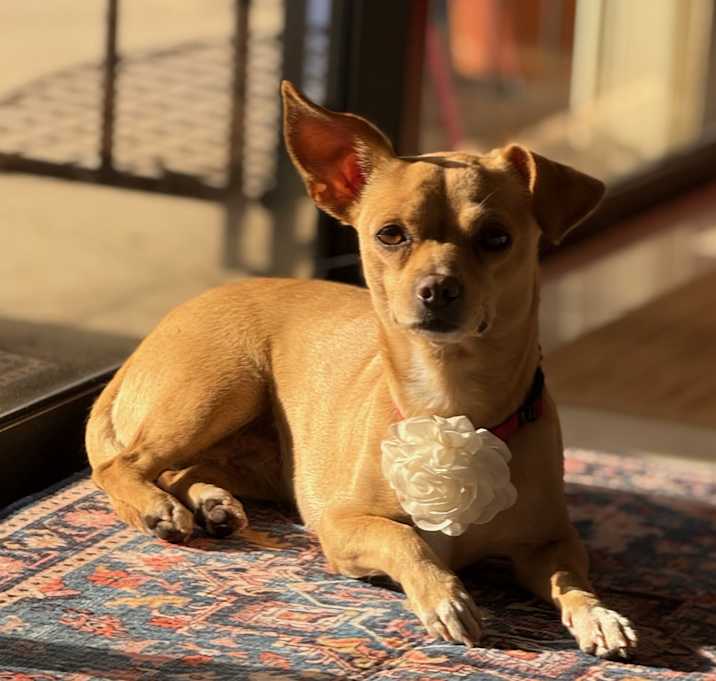 Photo of Baby Callie