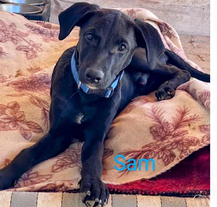 Photo of Sam