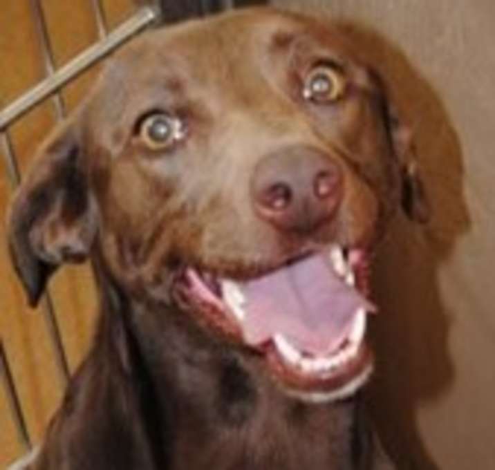 Photo of Pecan