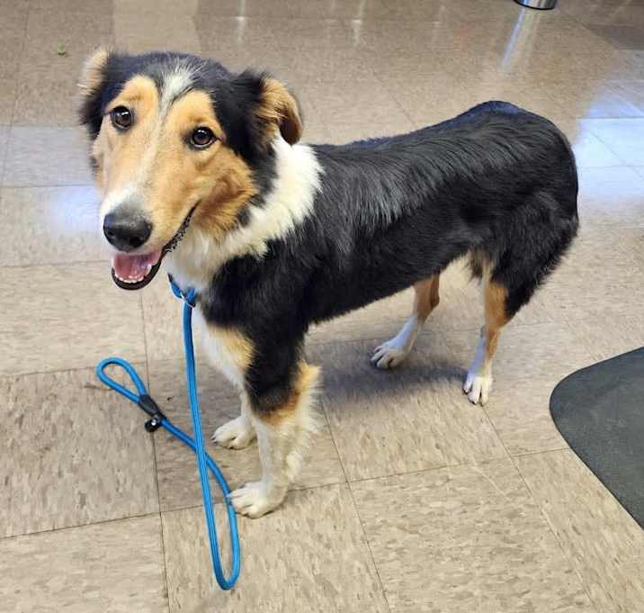 Photo of Piper