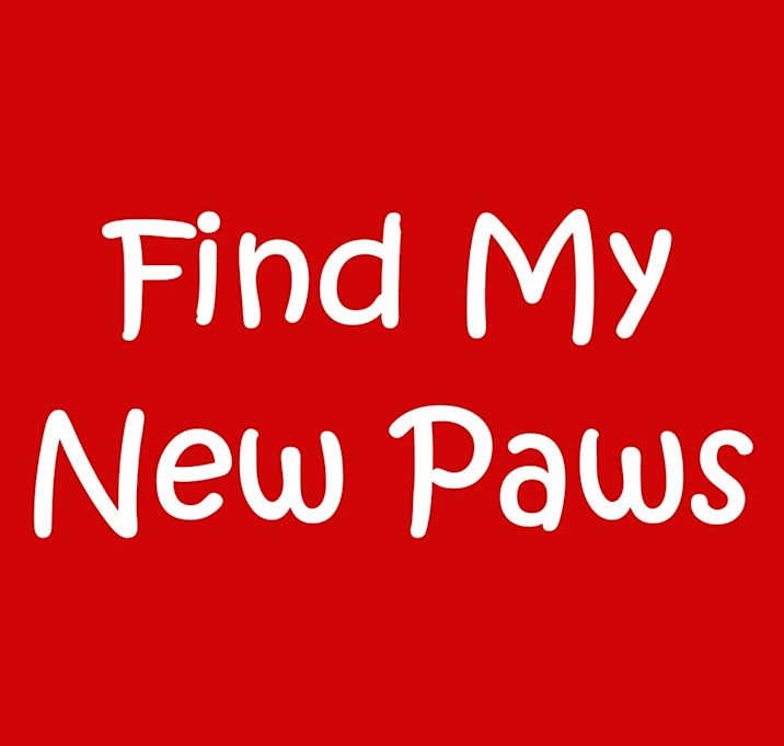 Photo of z Find My New Paws