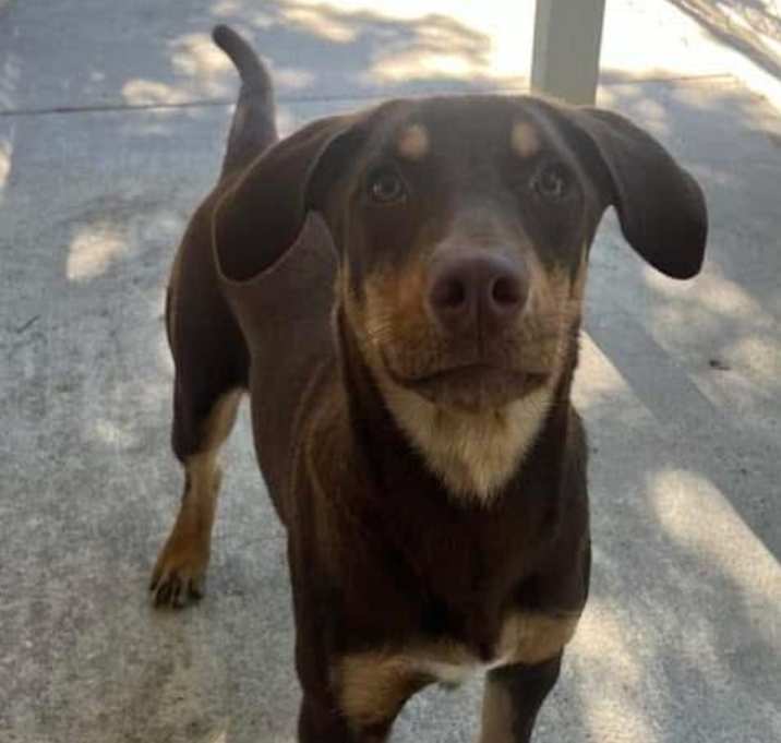 Photo of Cinnamon