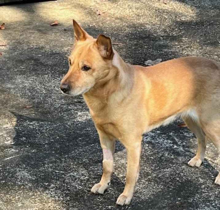 Photo of BRUTUS
