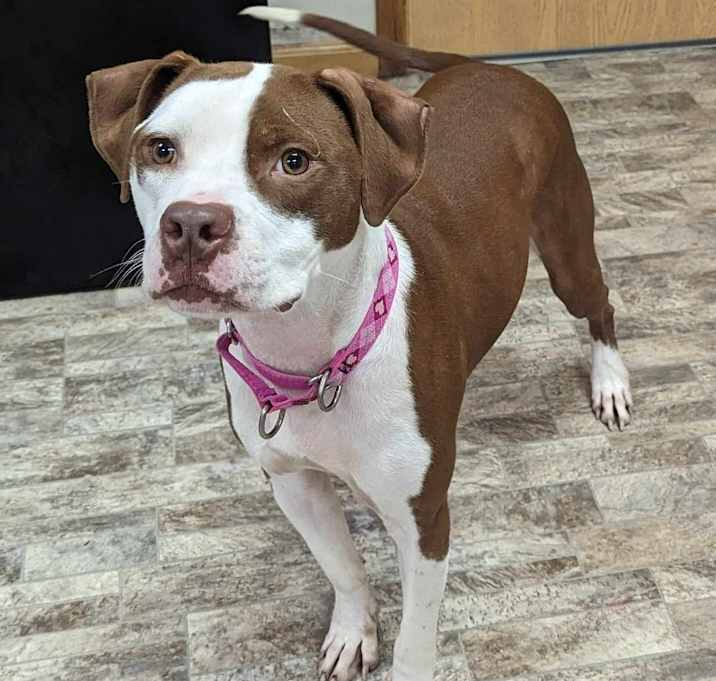 Photo of Diesel
