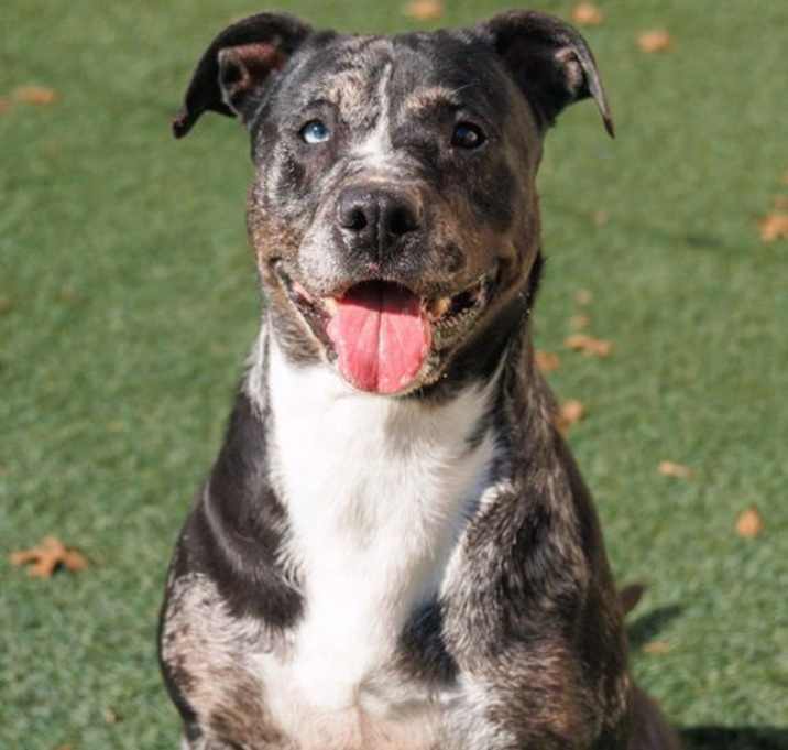 Photo of Roxi - In Foster