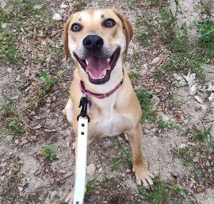 Photo of Honey