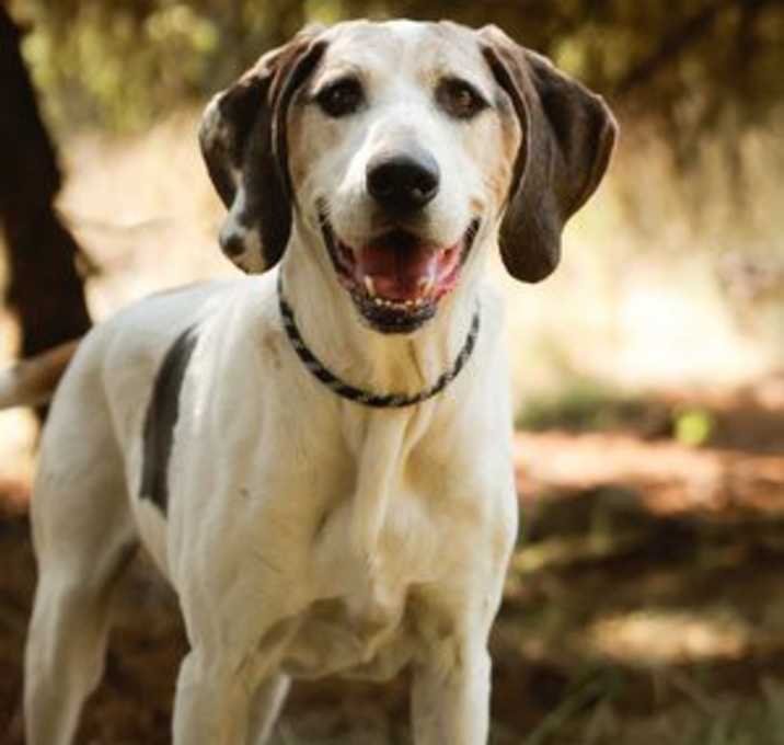 Photo of Linus