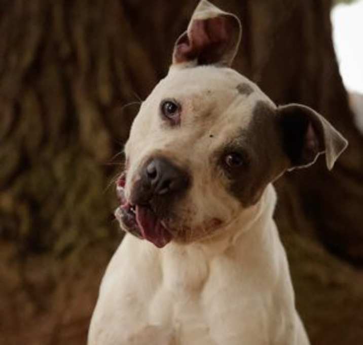 Photo of Lucky