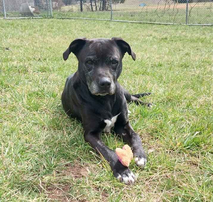 Photo of Kensington - Adoptable Awaiting S/N