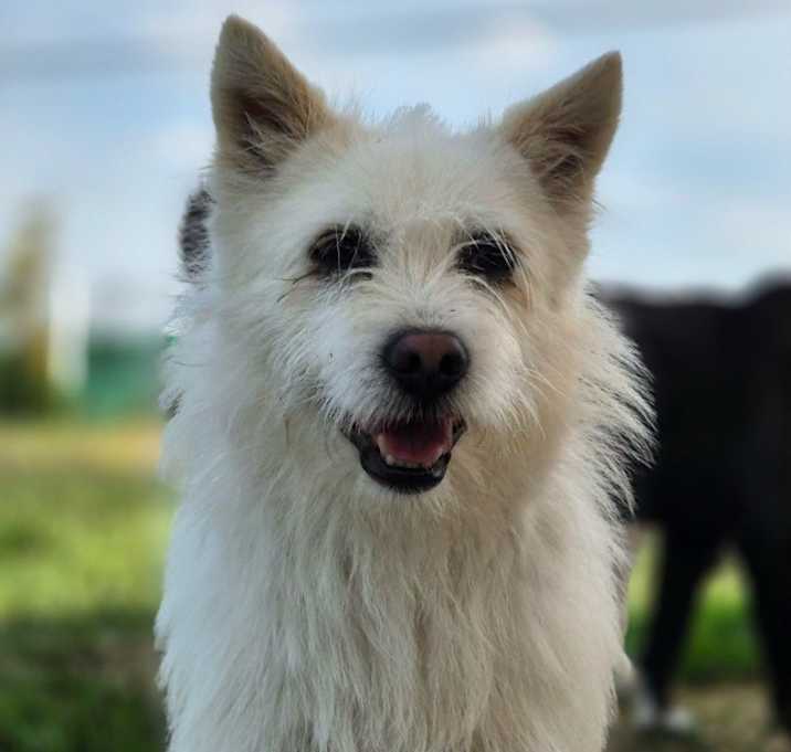 Photo of Milo
