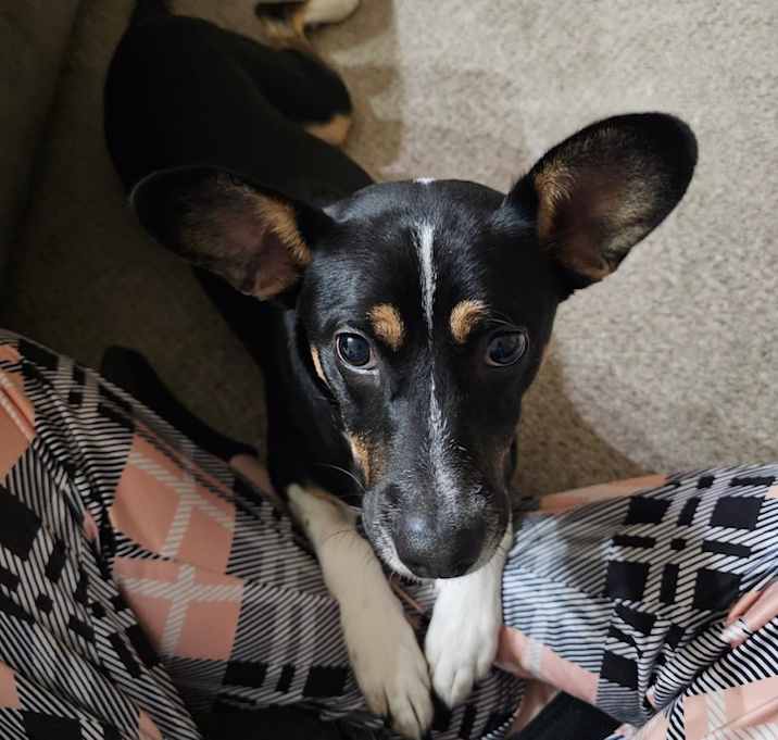 Photo of Blaze