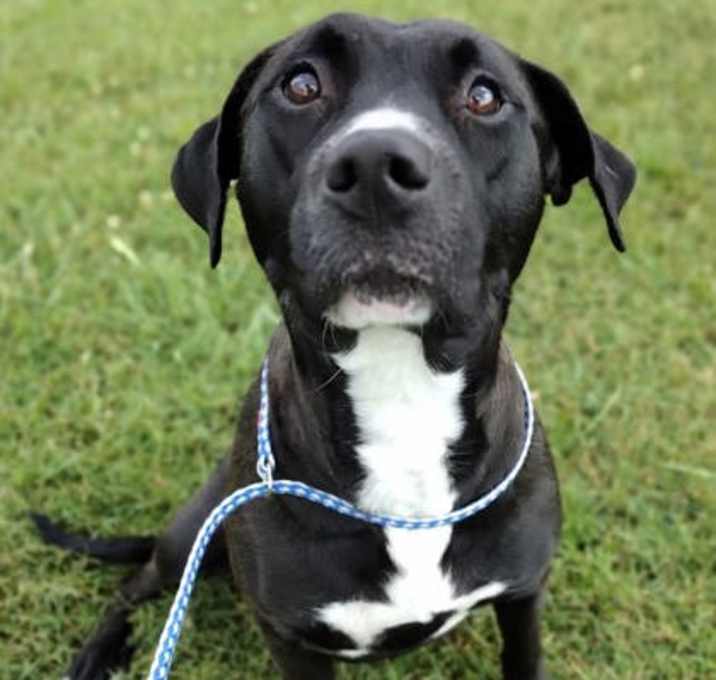 Photo of Cookie