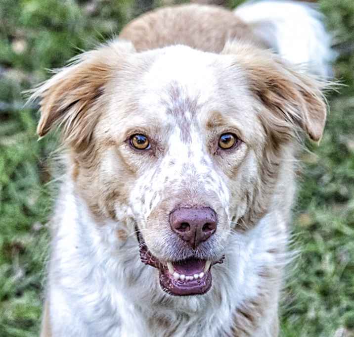 Photo of Dusty