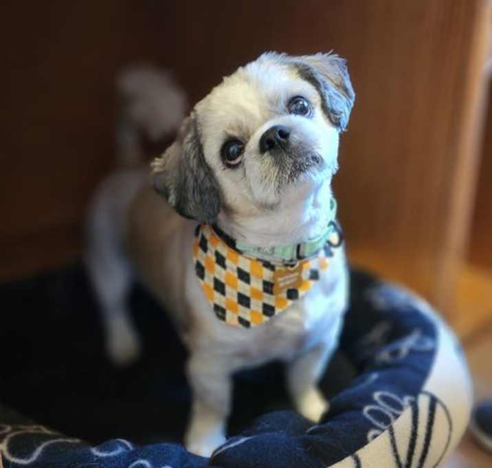 Photo of Benji