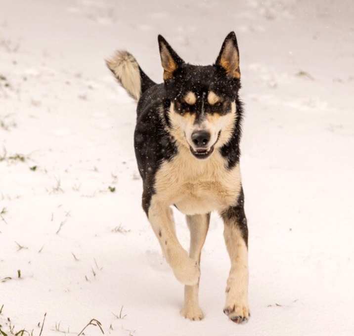 Photo of Russell Roo The Husky Lover’s Dream