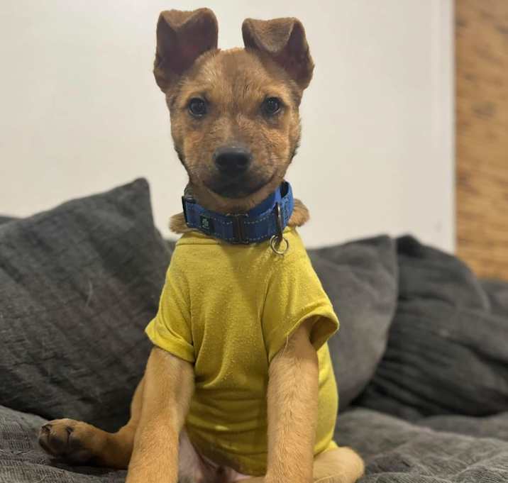 Photo of Oscar