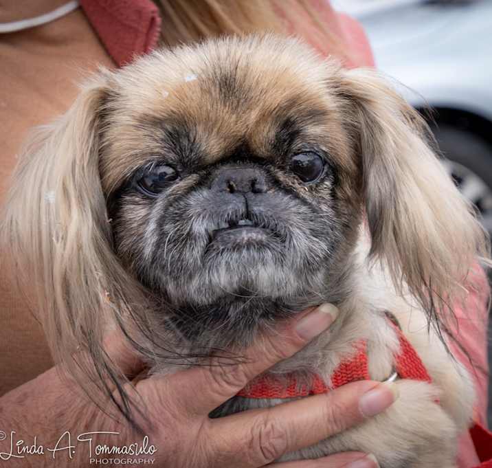 Photo of Ewok
