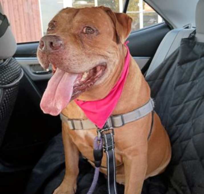 Photo of CLIFFORD