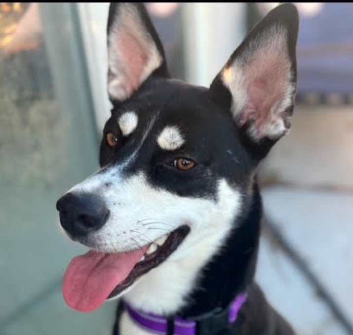 Photo of Emi, playful, fun exercise bud
