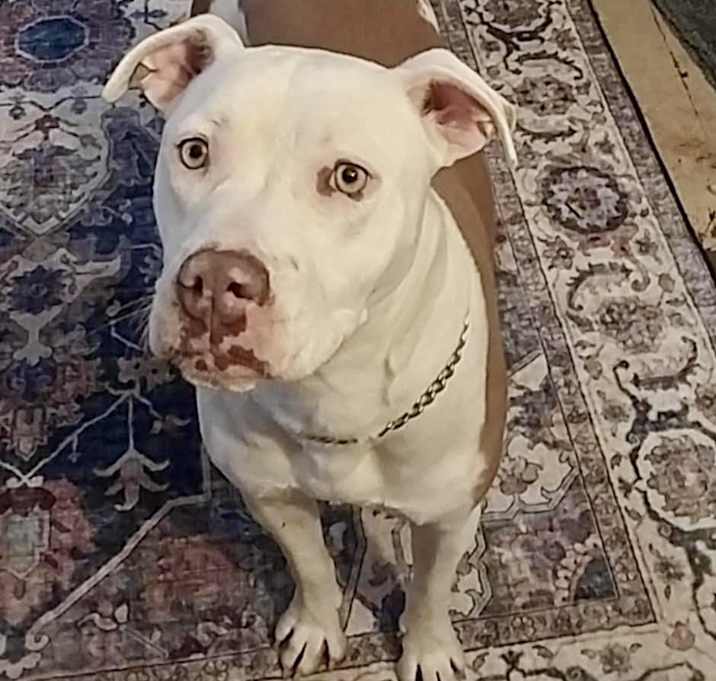 Photo of Sweetie, delightful & adorable