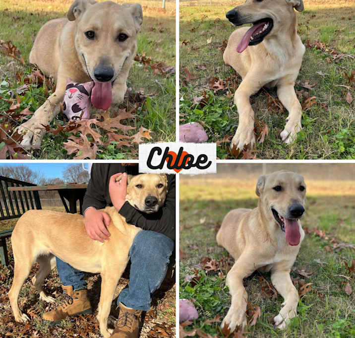 Photo of Chloe