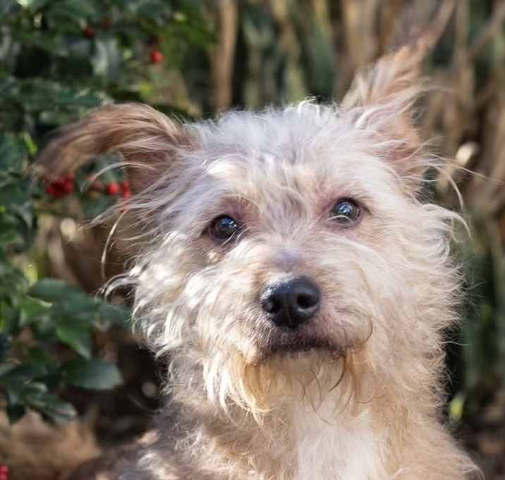 Photo of Scruffy Guy Gus