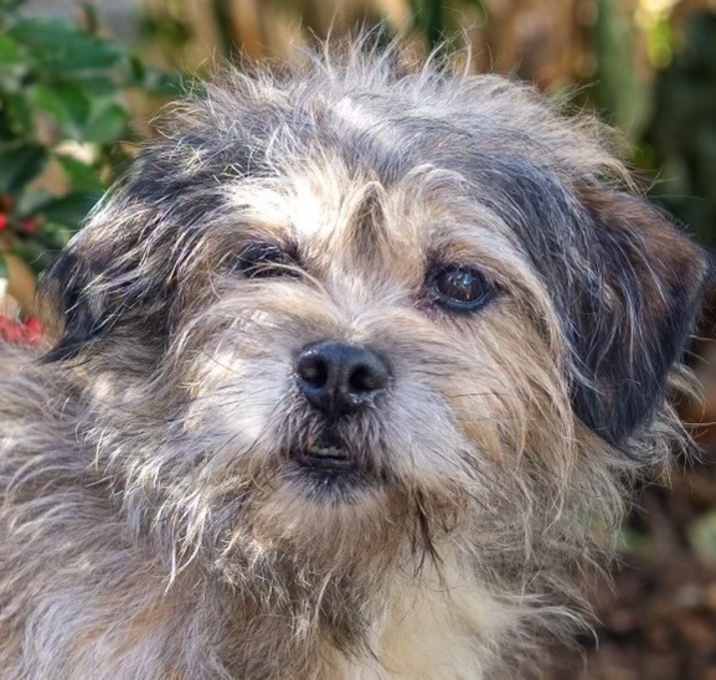 Photo of Scruffy Guy Gilly