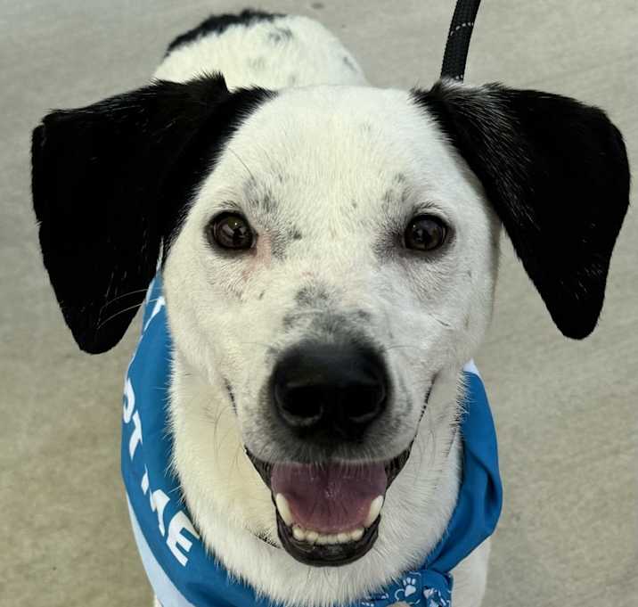 Photo of North Factor IN FOSTER, HOUSE TRAINED & good with cats & kids!