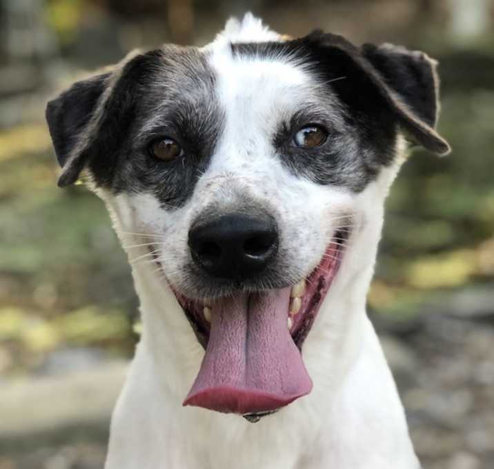 Photo of Tippy Schultz - HOUSE TRAINED - IN FOSTER