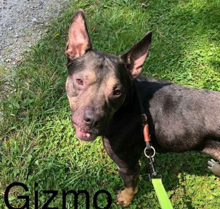 Photo of Gizmo