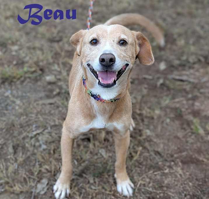 Photo of Beau