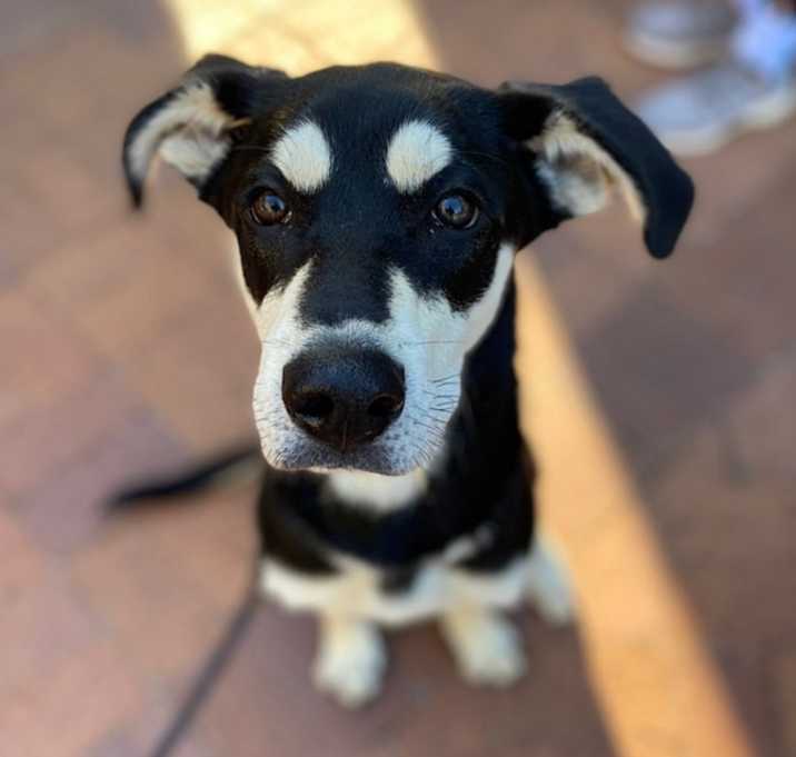 Photo of Koda