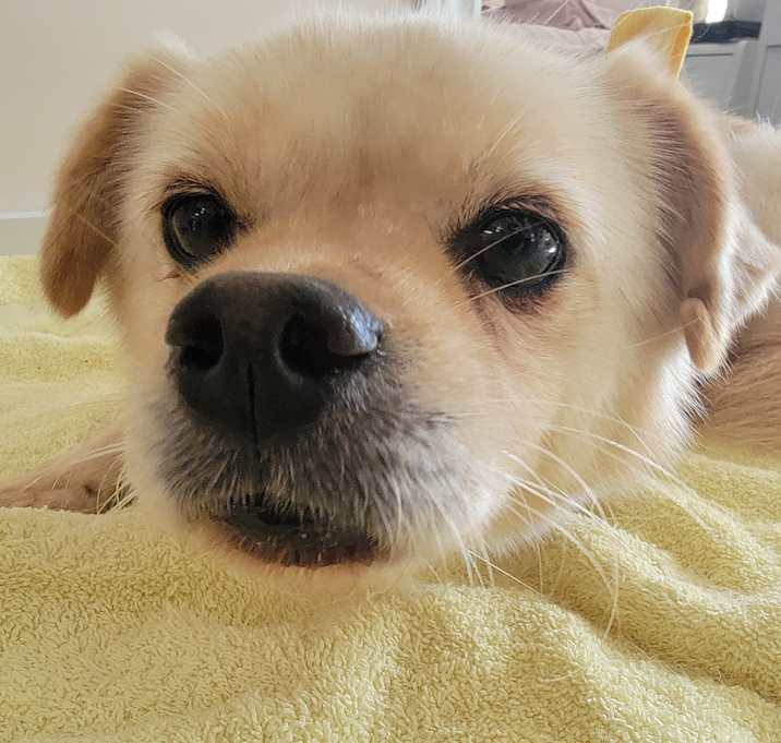 Photo of Toby