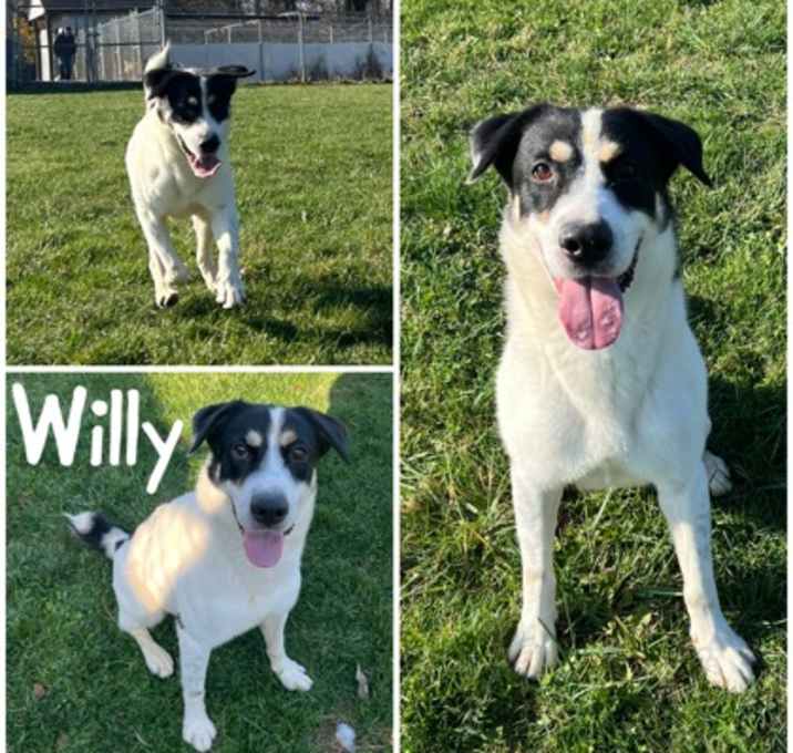 Photo of Willy