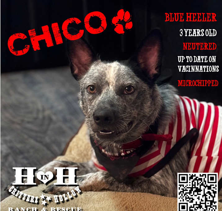 Photo of Chico