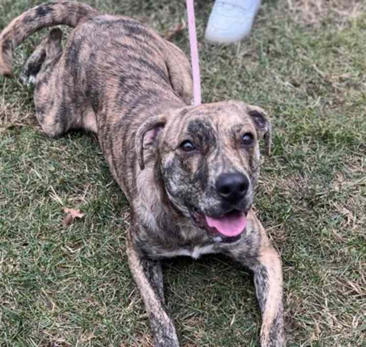 Photo of Brownie Gal