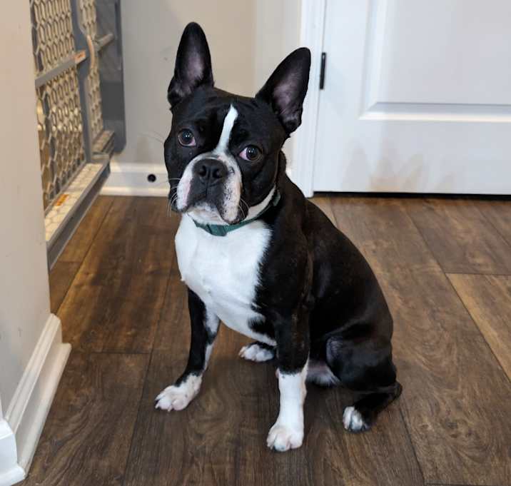 Photo of Taz
