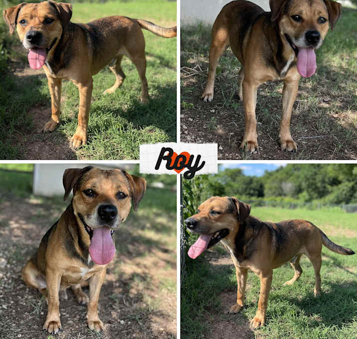 Photo of Roy